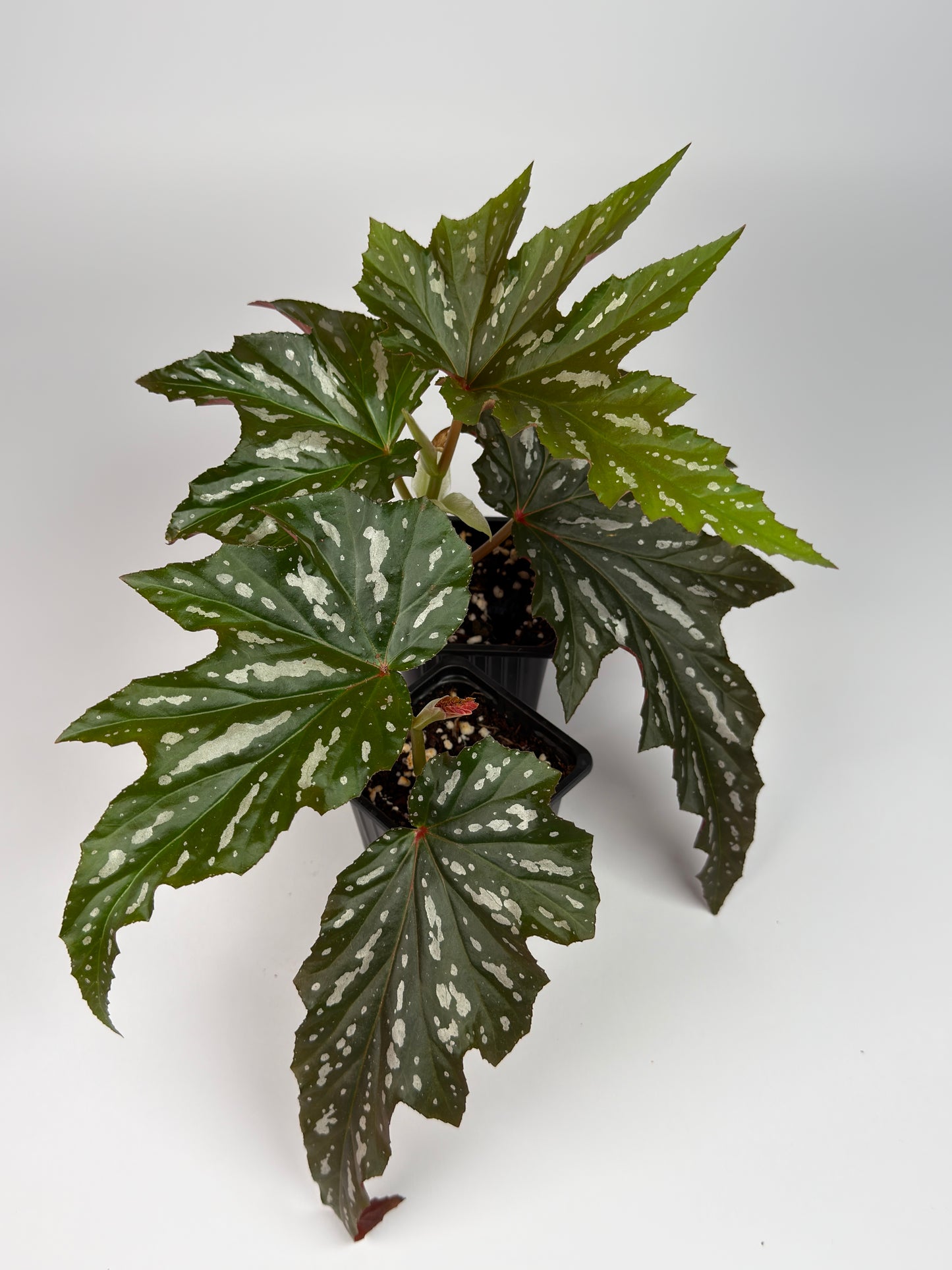 Begonia Sophie Cecile