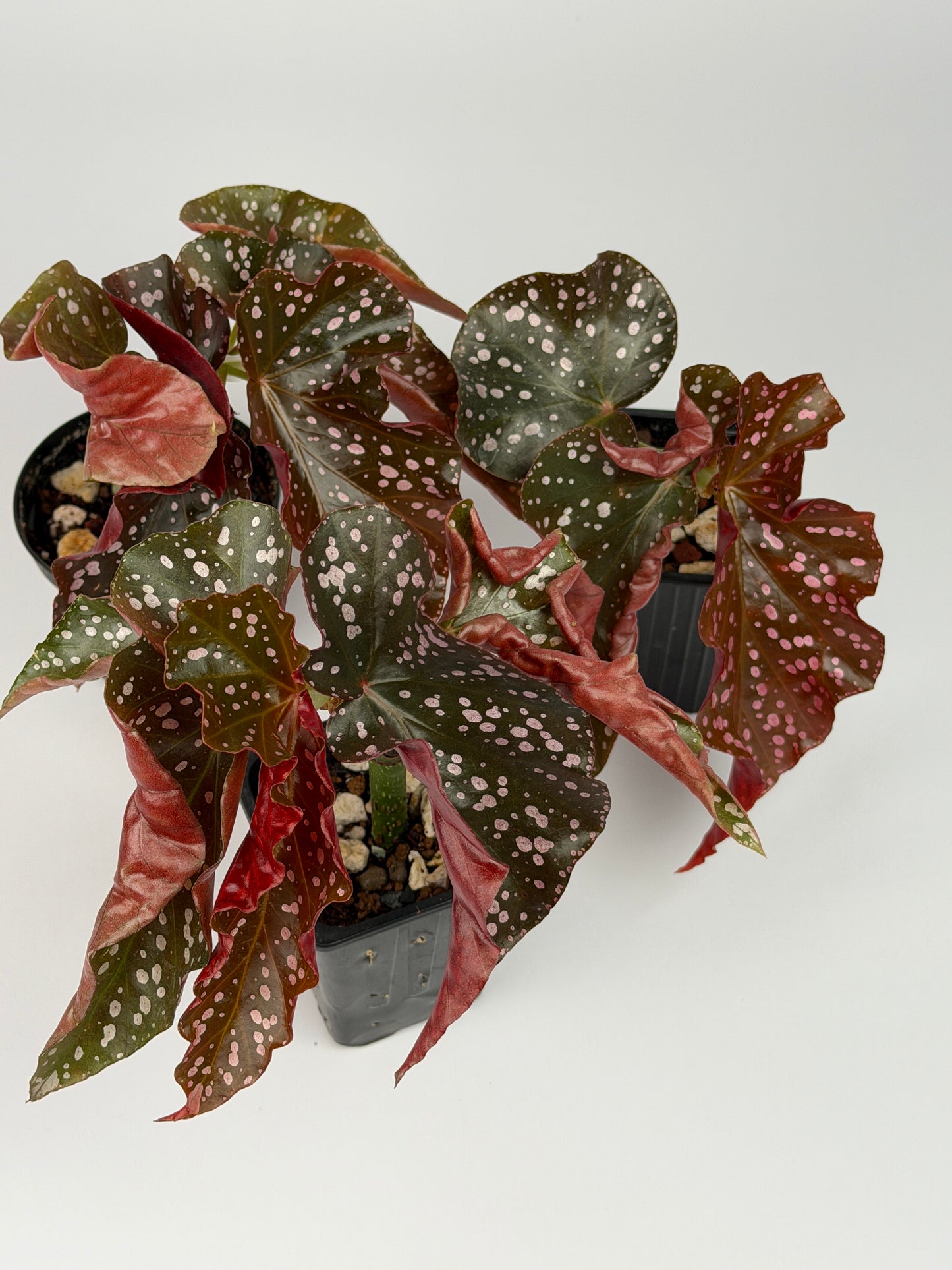 Begonia Cracklin Rosie