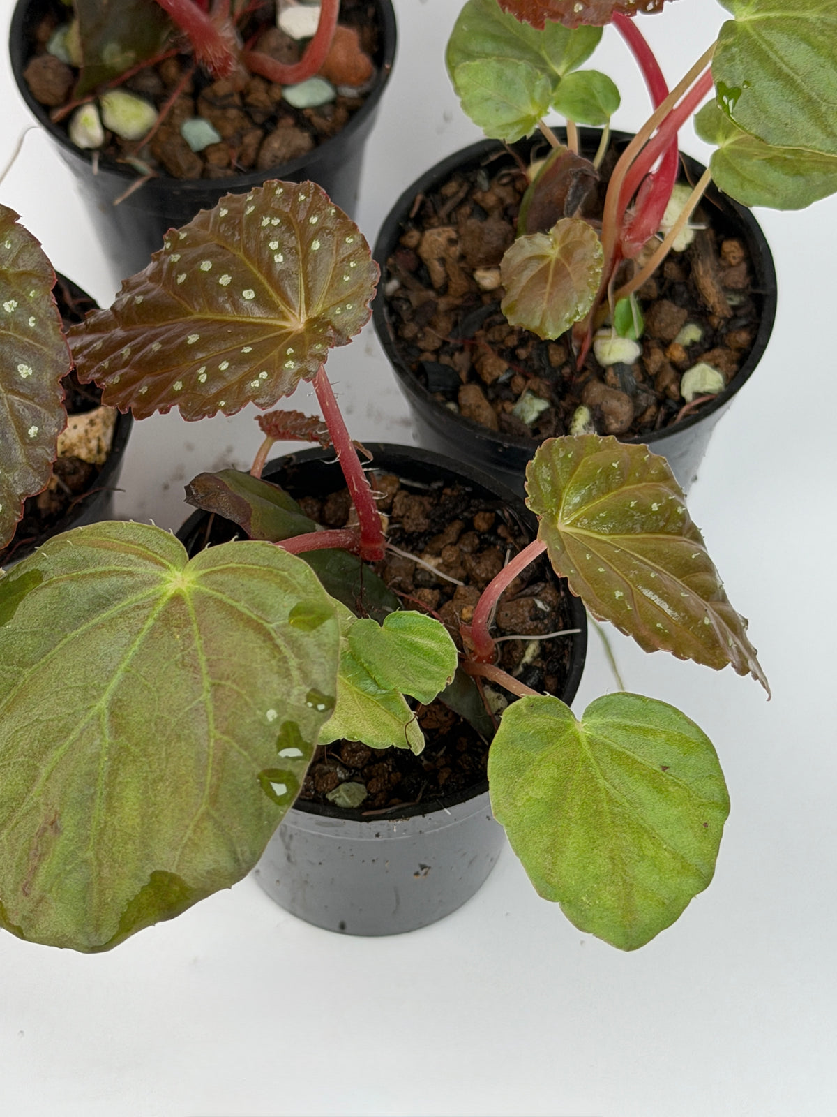 Begonia 'Starry Night'