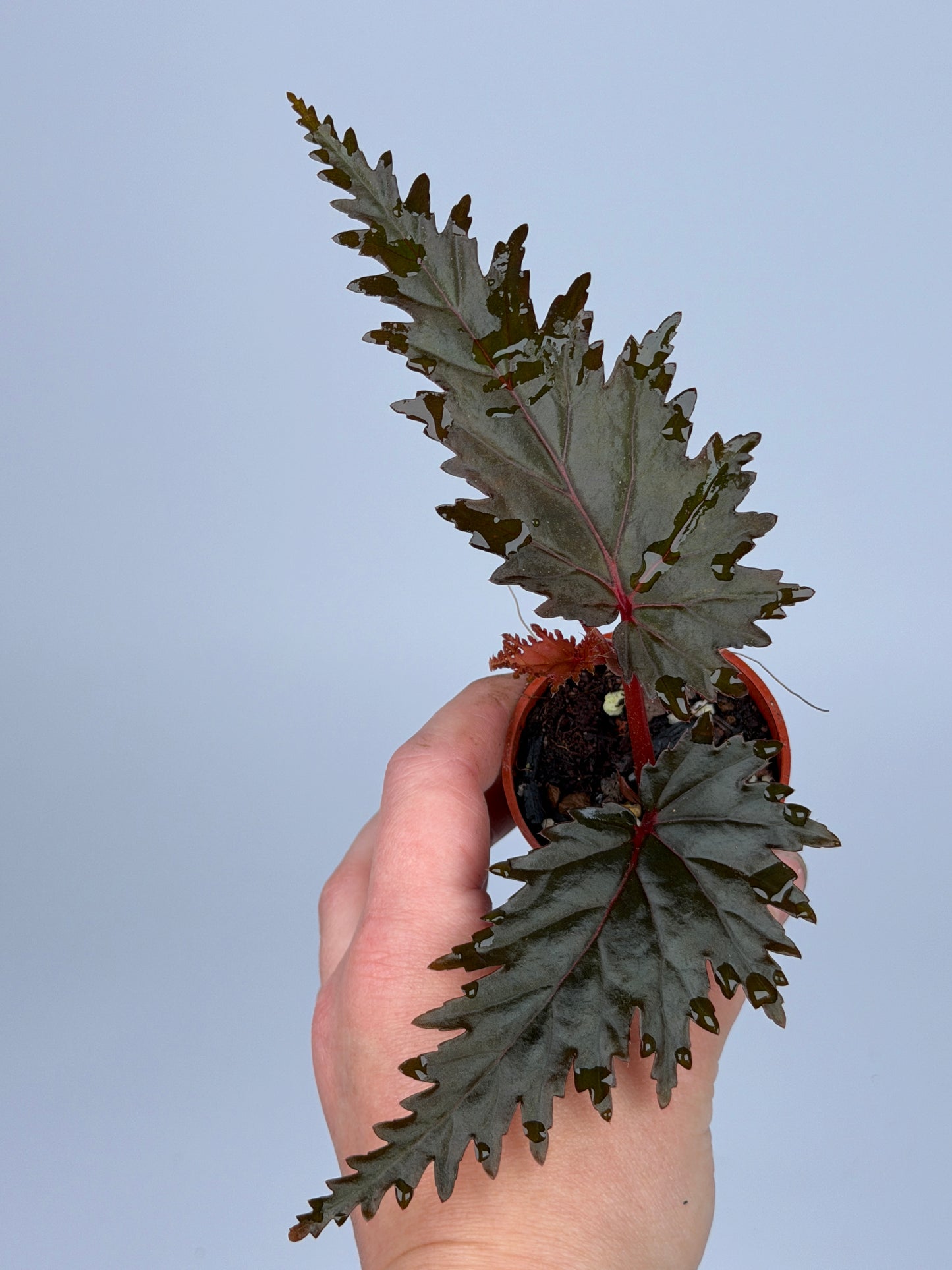 Begonia Miri