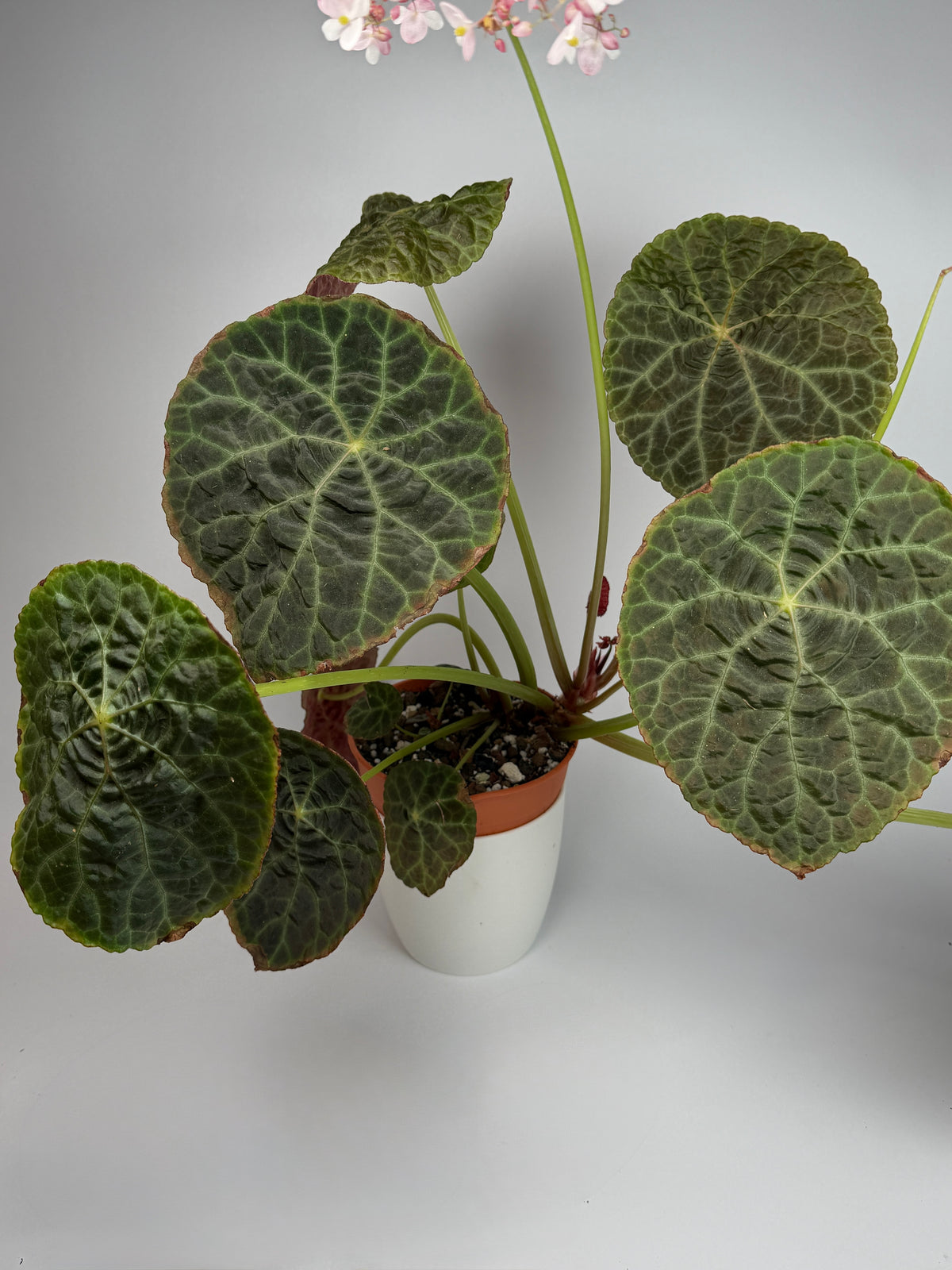 Begonia Goegoensis
