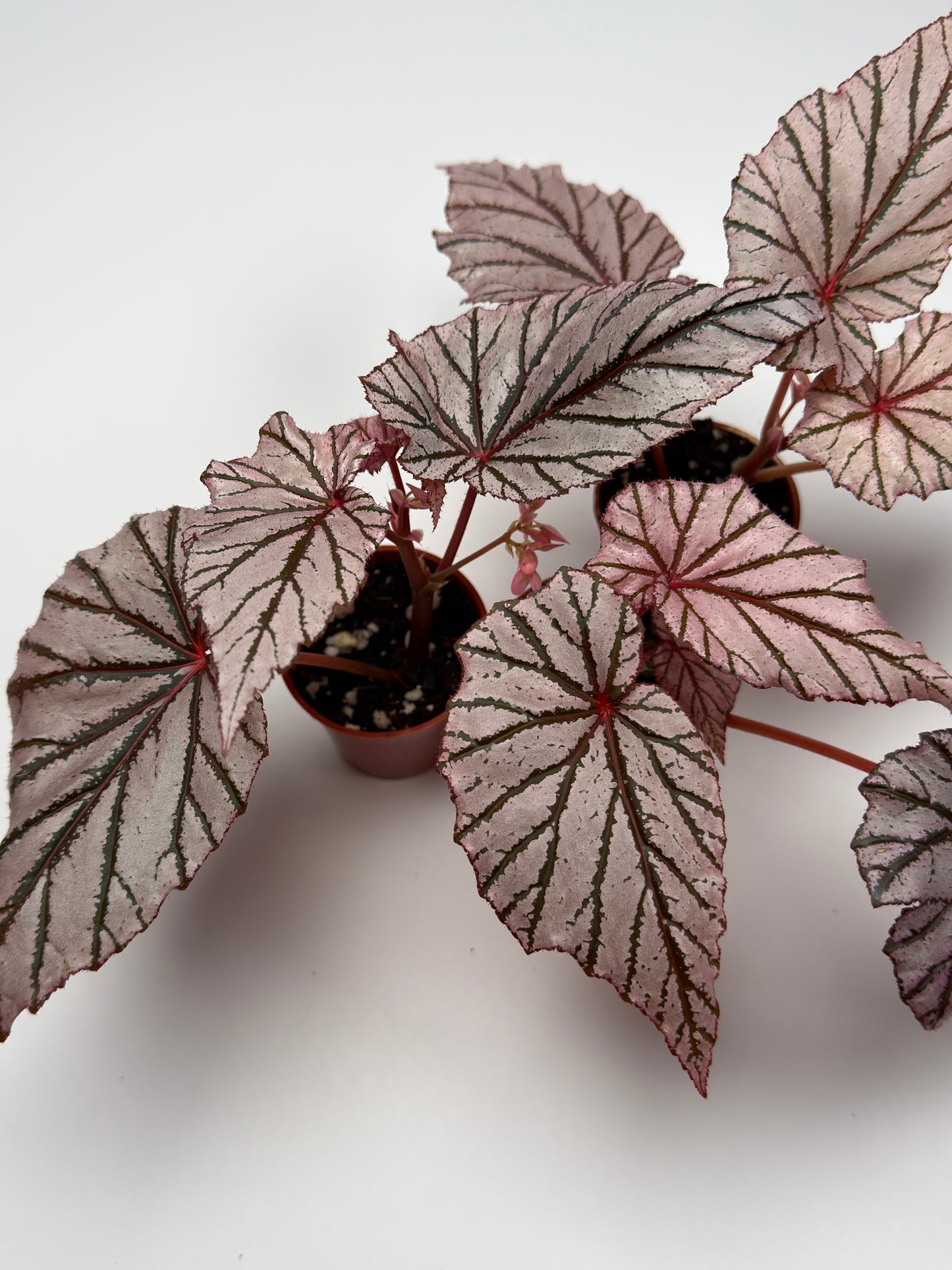 Begonia 'Ashura'