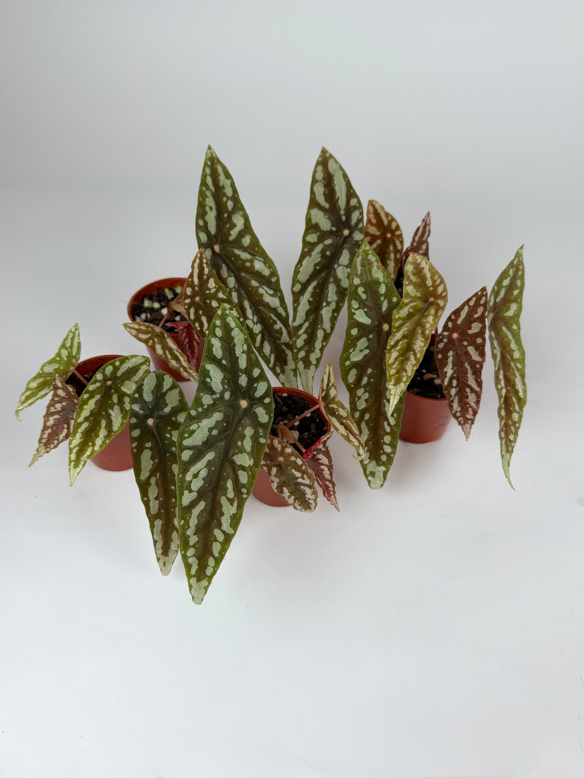 Begonia Lubbersii