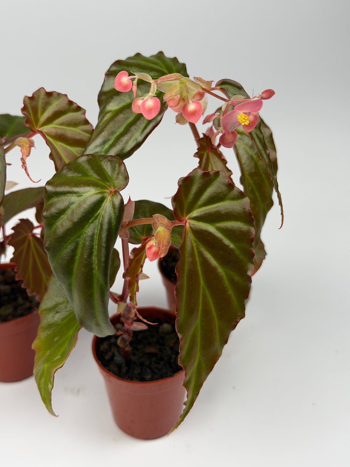 Begonia 'Borneensis'