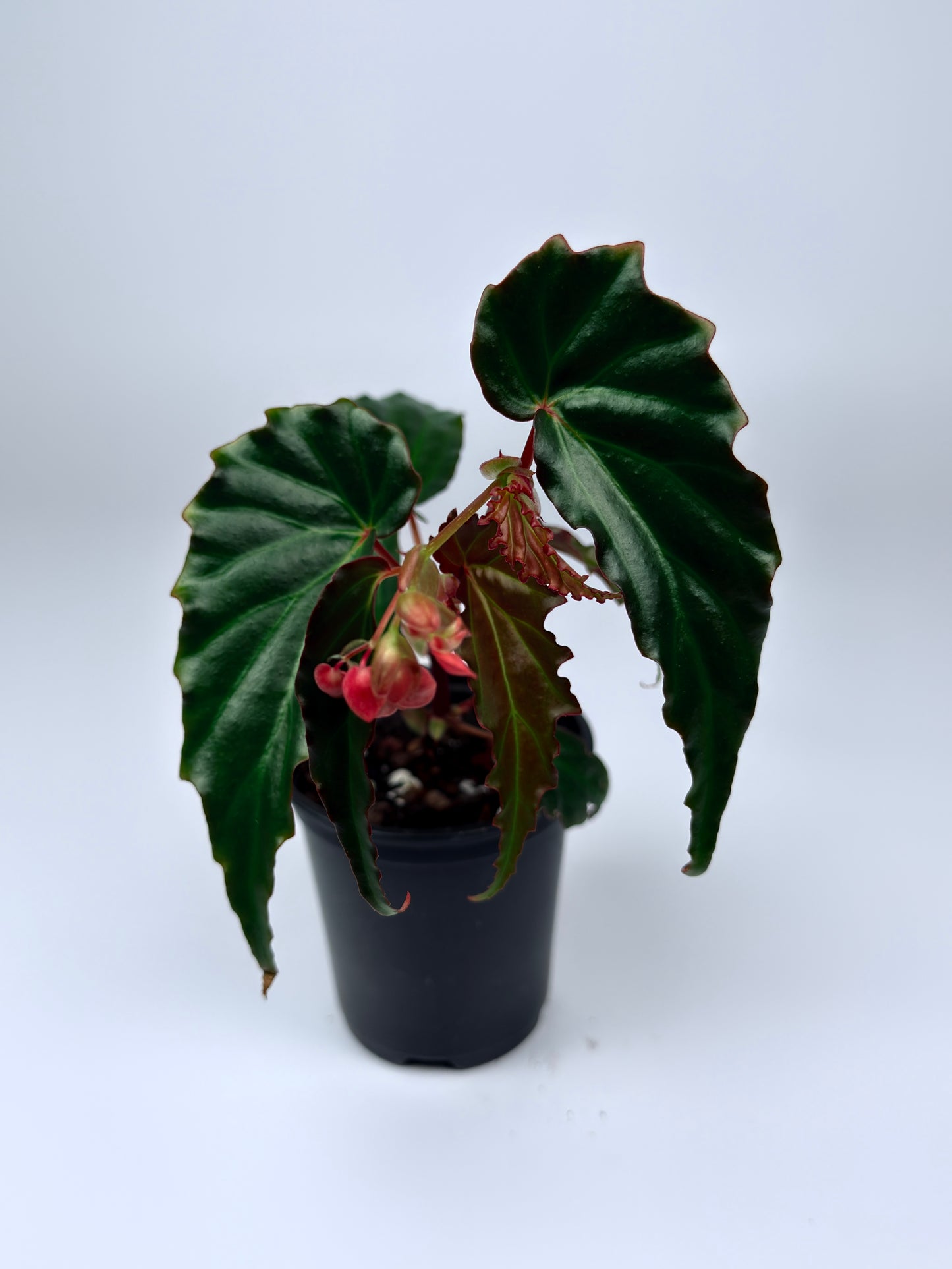 Begonia 'Borneensis'