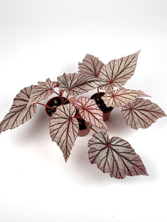 Begonia 'Ashura'