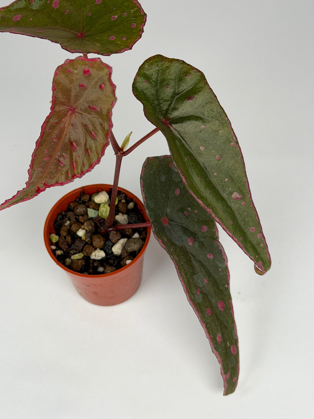 Begonia Nothobaramensis x Amphioxus