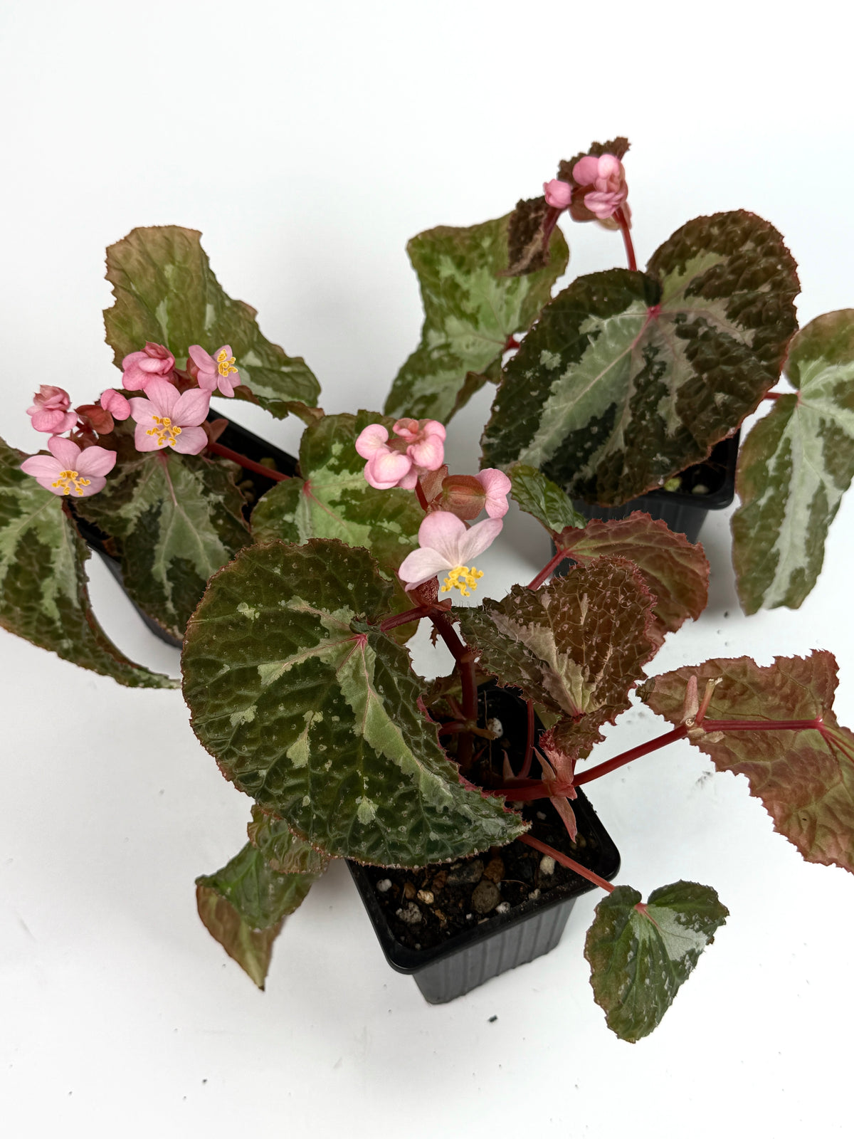 Begonia Colorata x Tawau