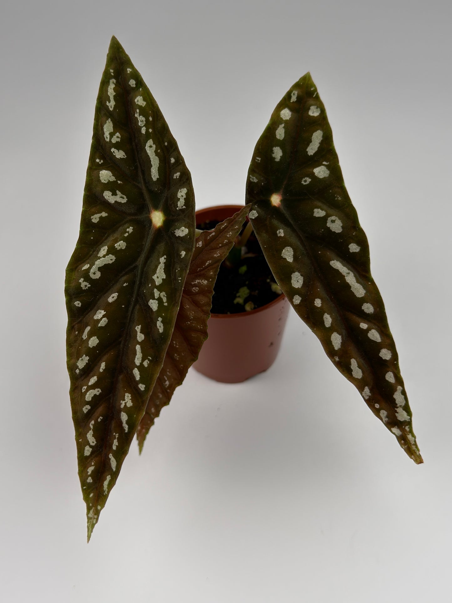 Begonia Lubbersii