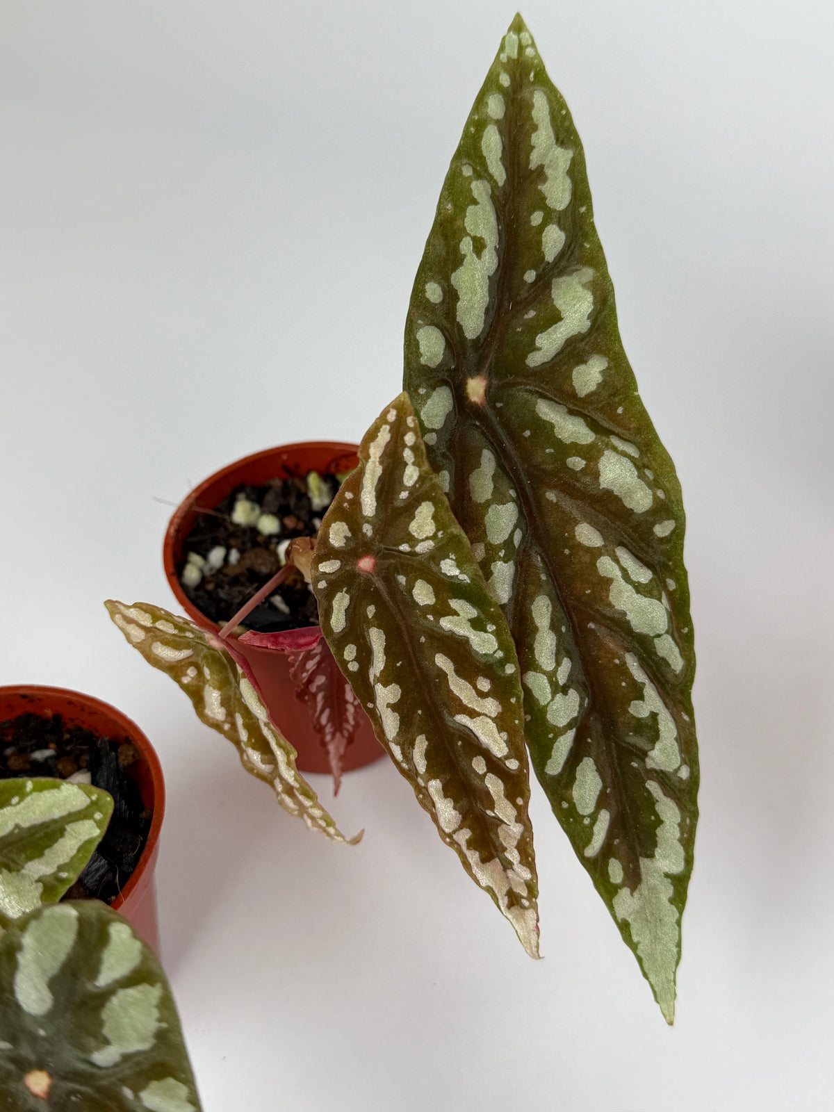 Begonia Lubbersii