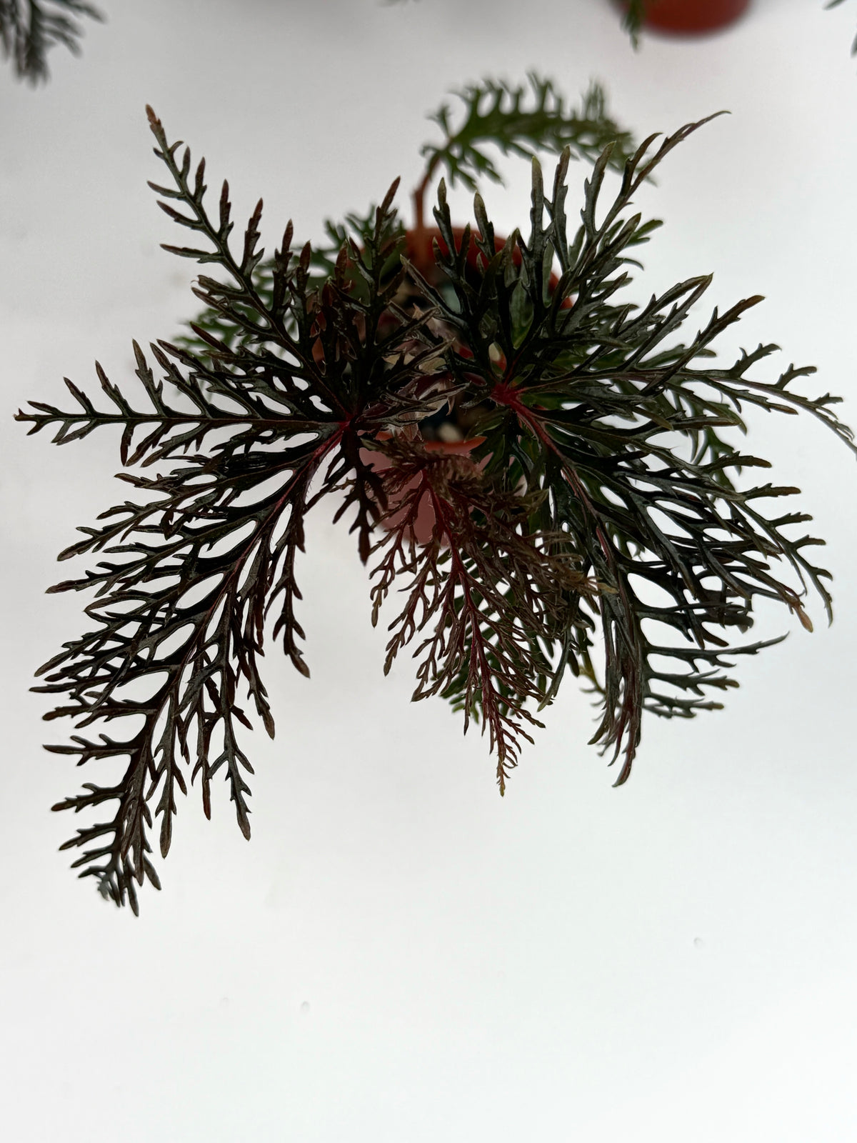 Begonia Bipinnatifida