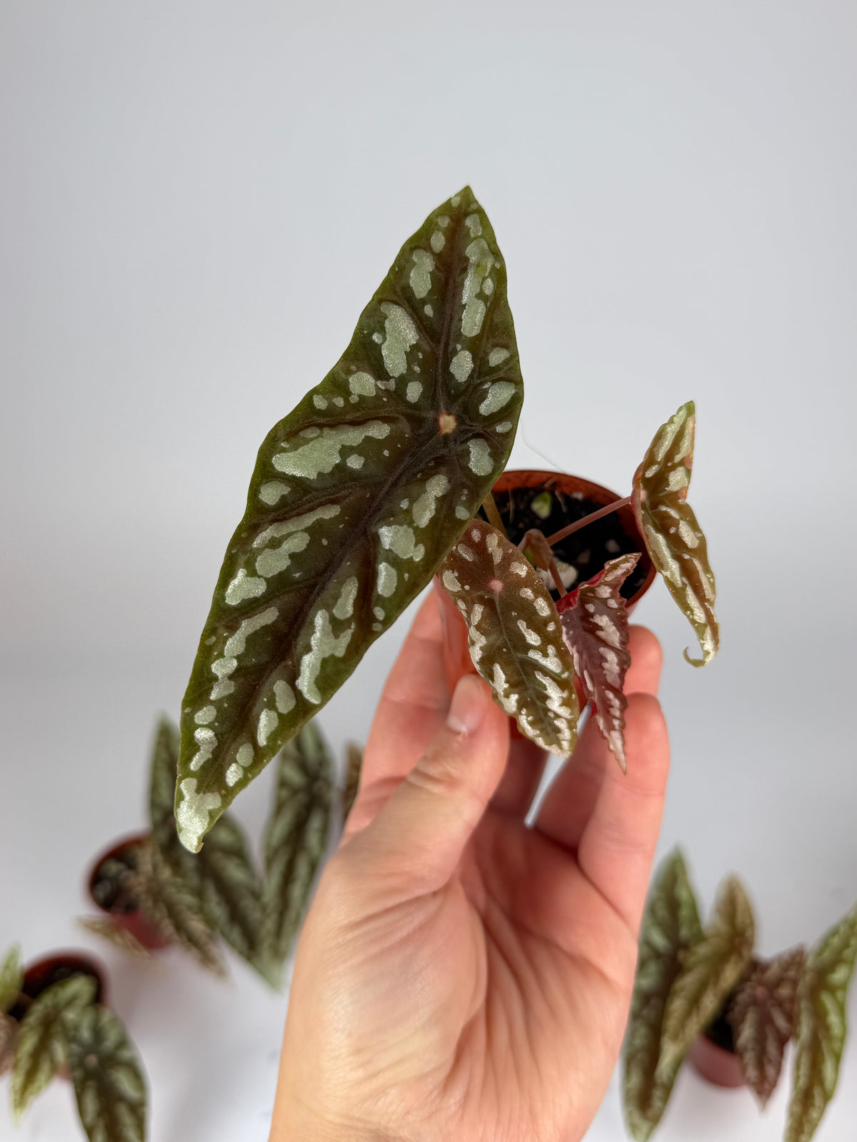 Begonia Lubbersii