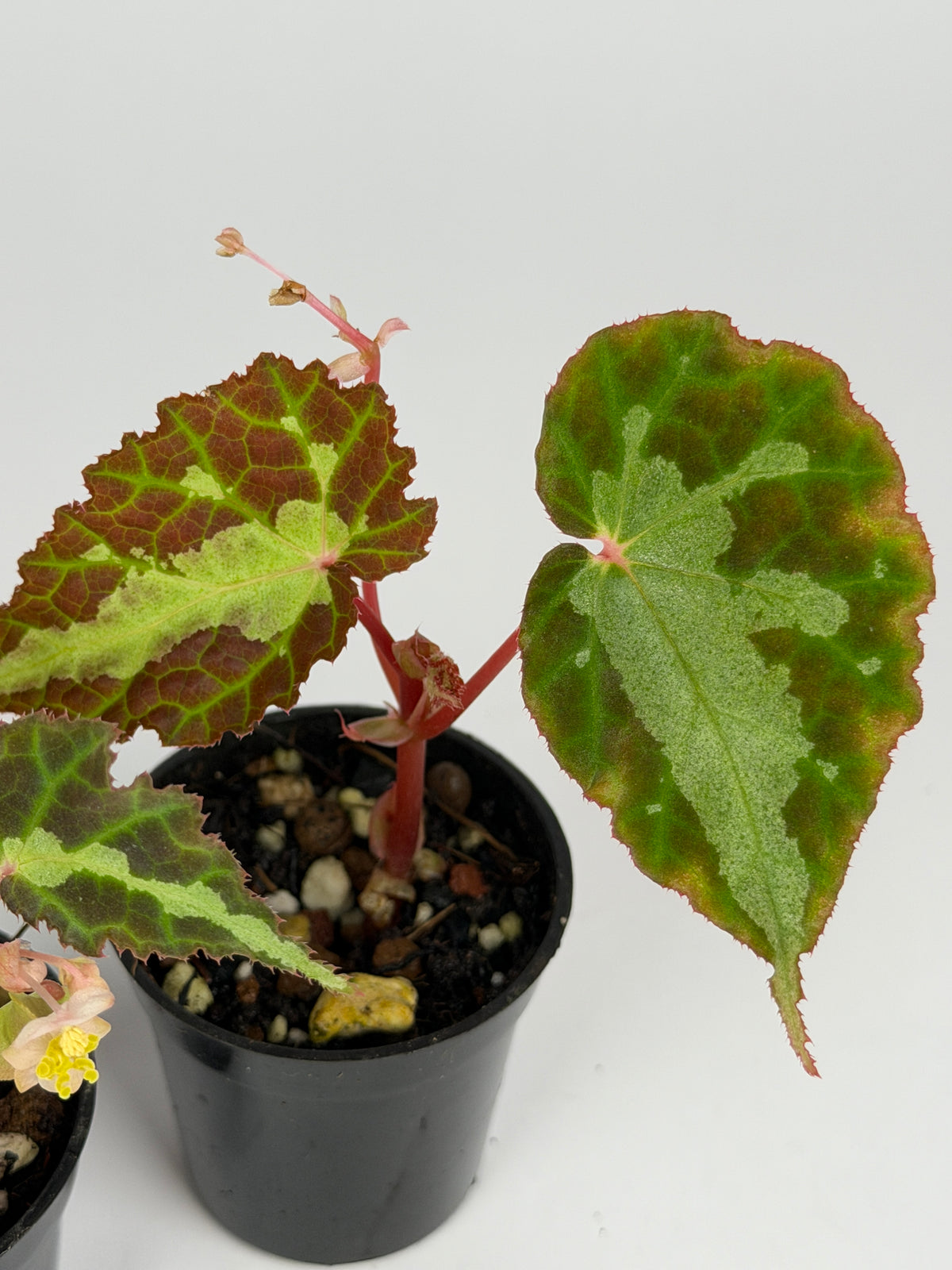 Begonia Colorata