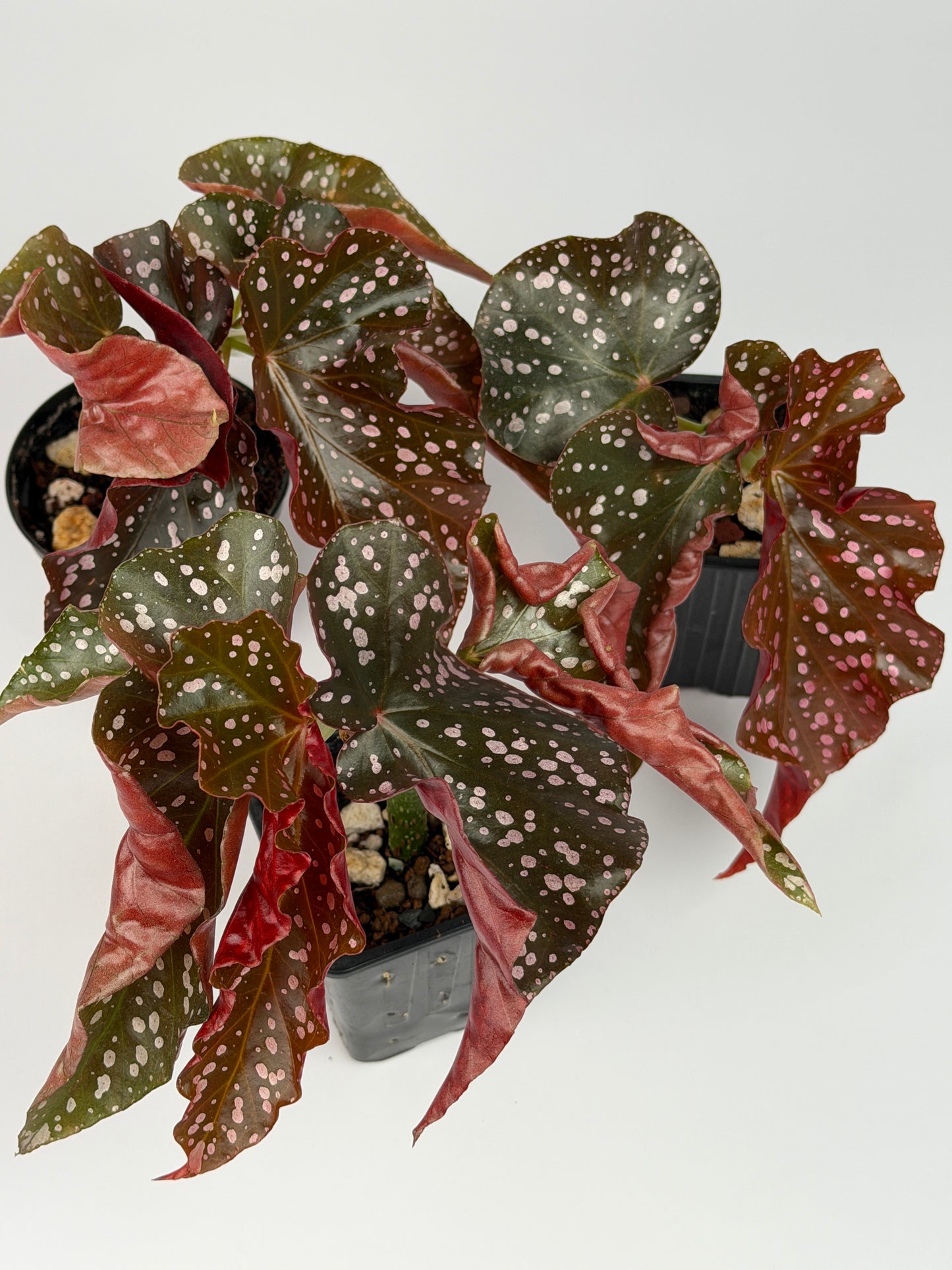 Begonia Cracklin Rosie