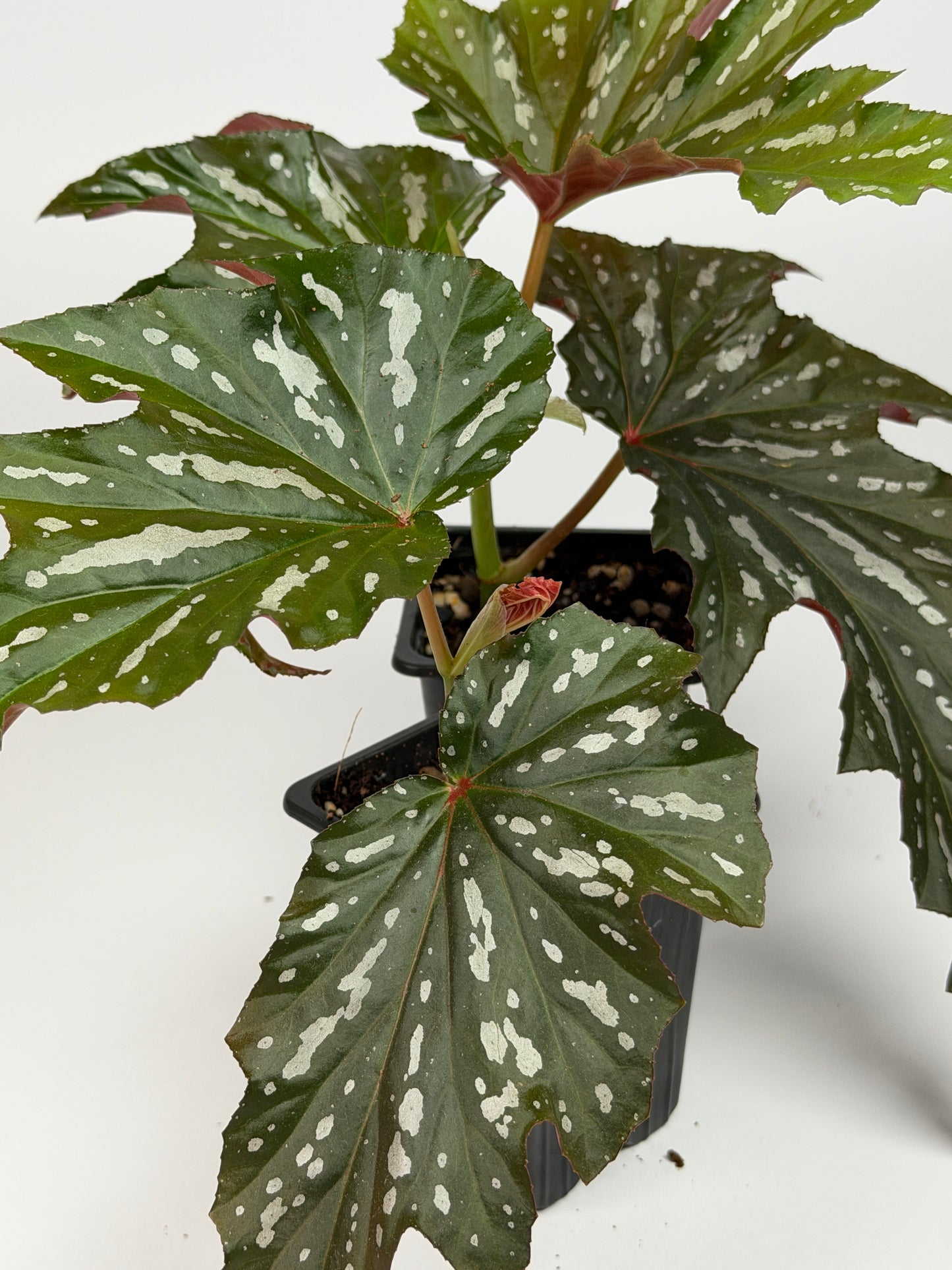 Begonia Sophie Cecile