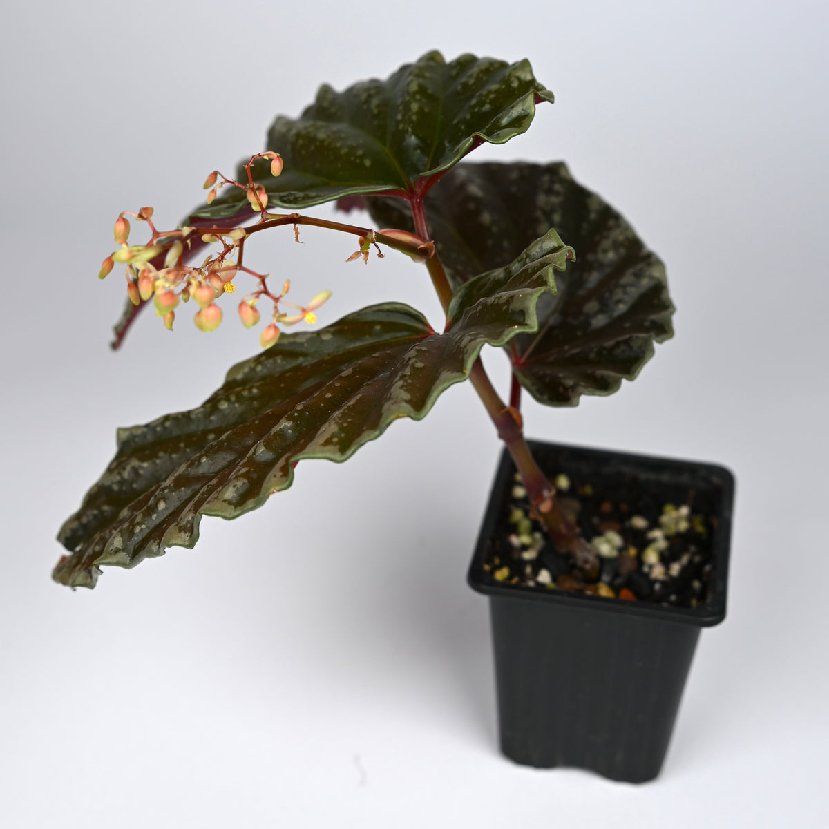 Begonia 'Crazy Pink' x Darthvaderiana