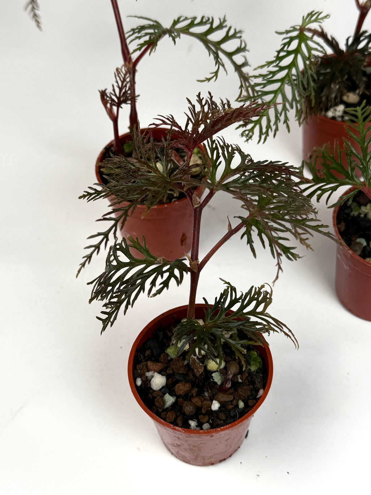 Begonia Bipinnatifida
