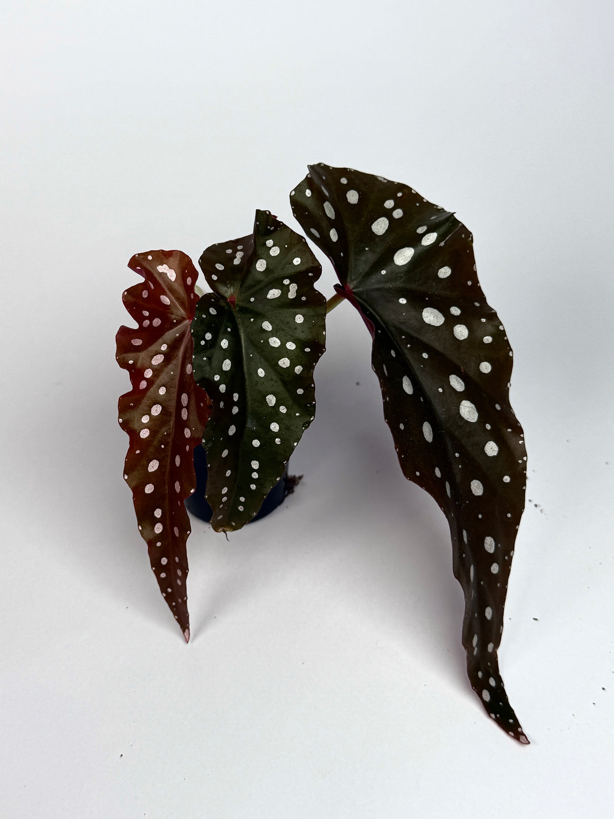 Begonia 'Black Forest'