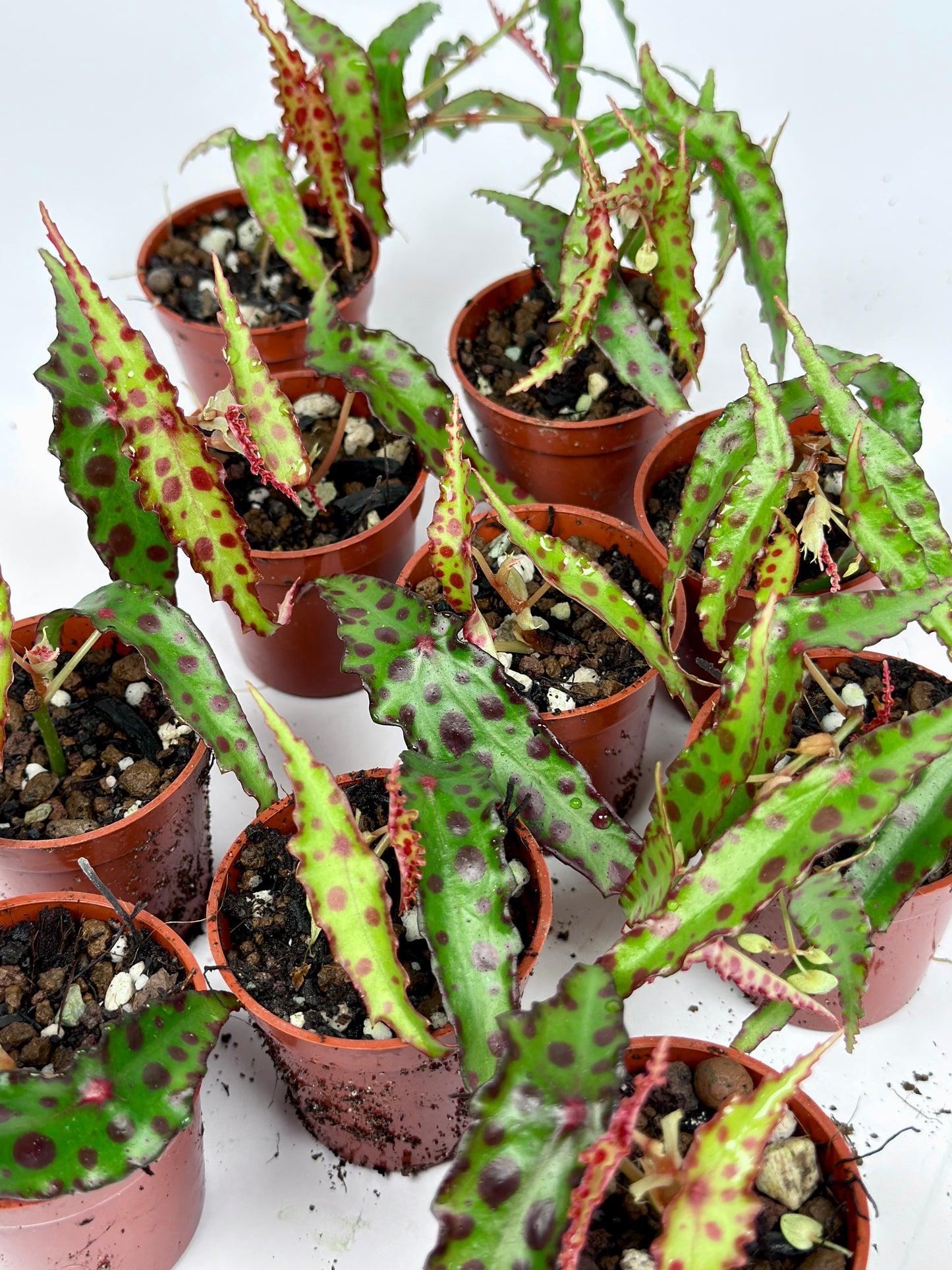 Begonia Amphioxus