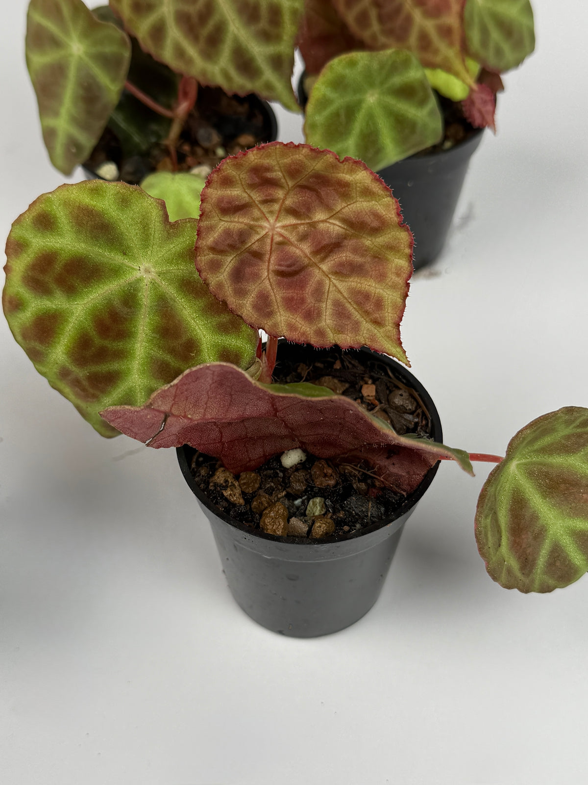 Begonia Goegoensis