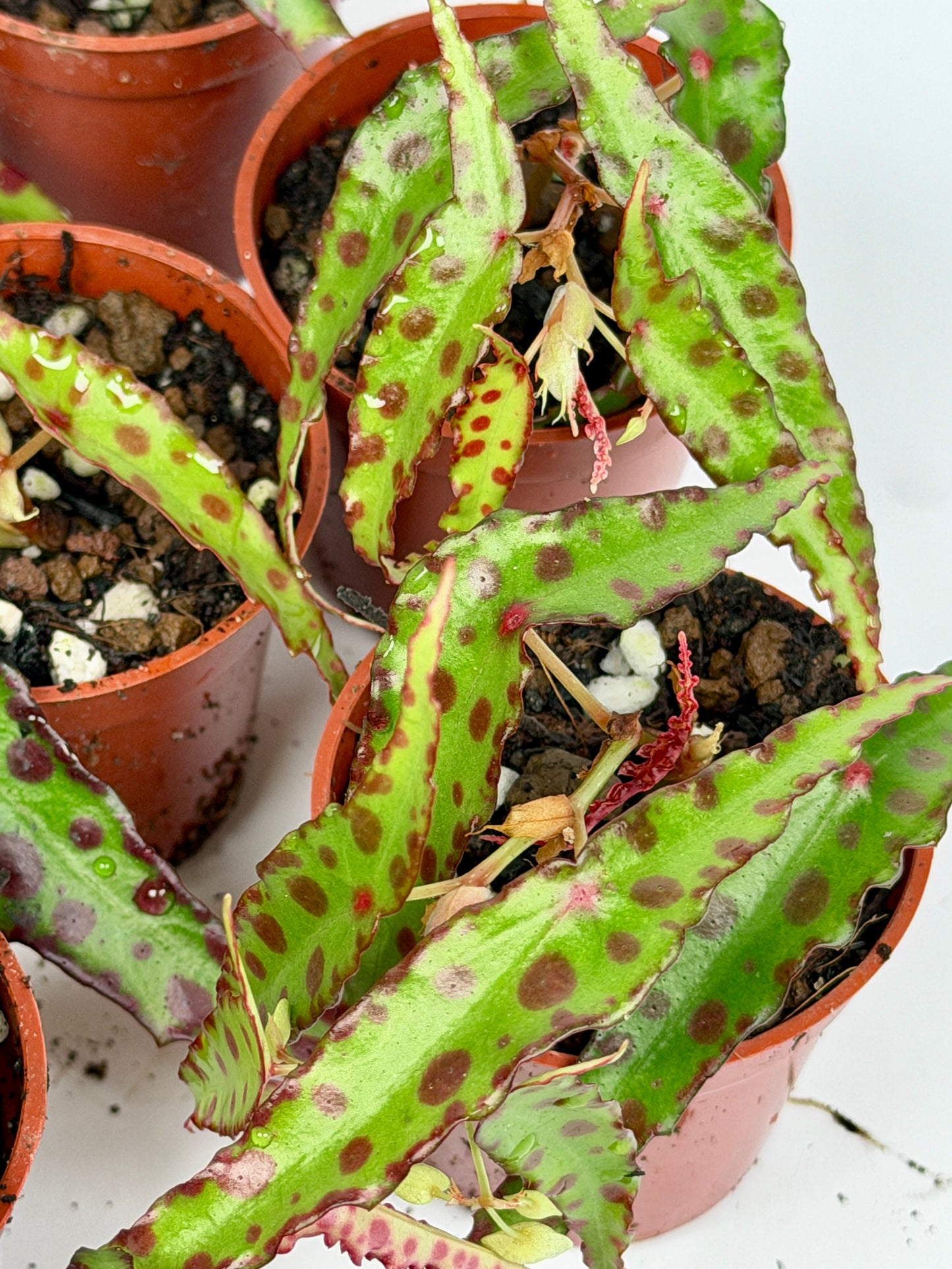 Begonia Amphioxus