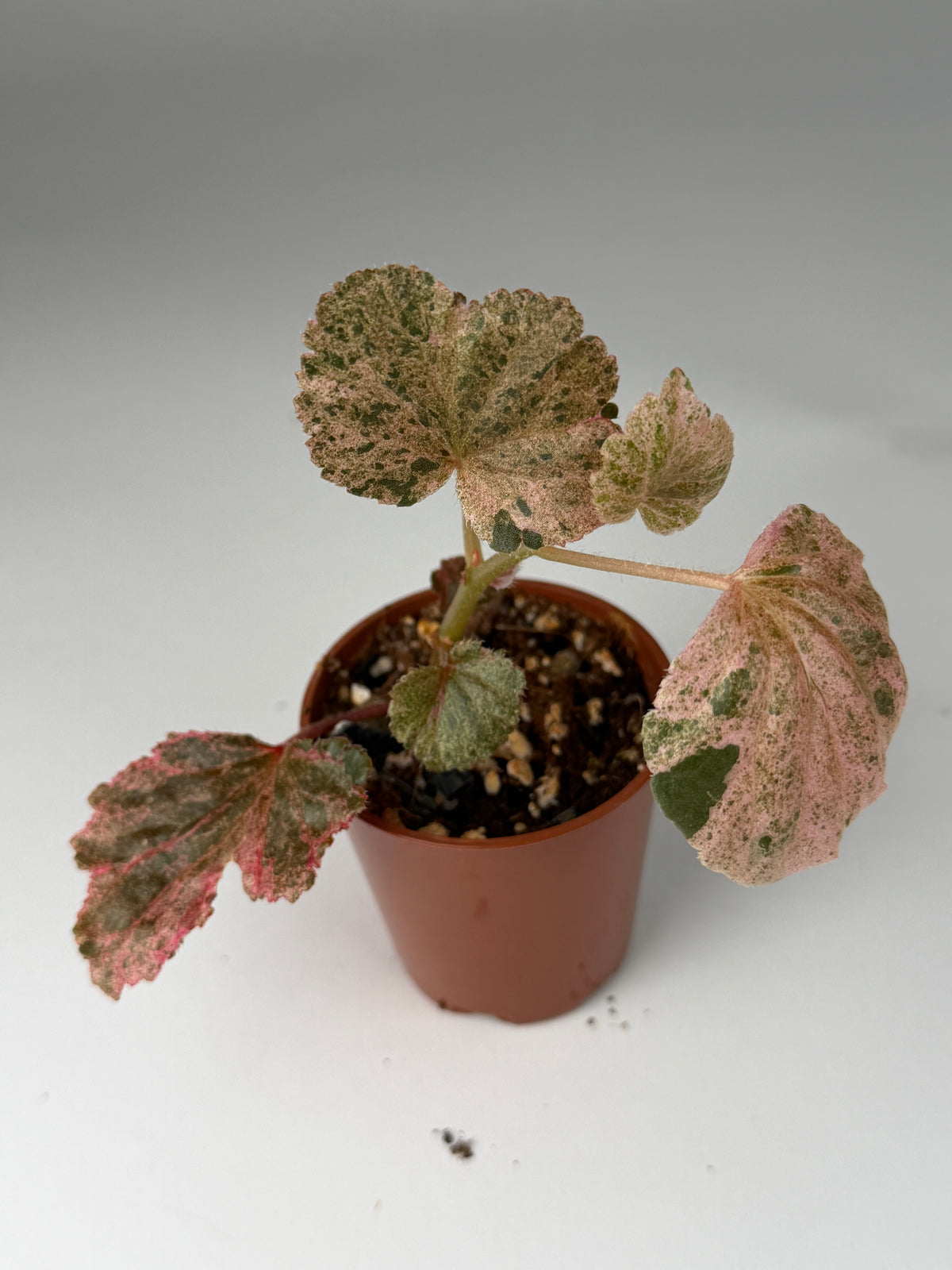 Begonia Pink Variegated Cucullata