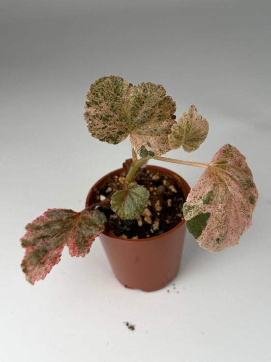 Begonia Pink Variegated Cucullata