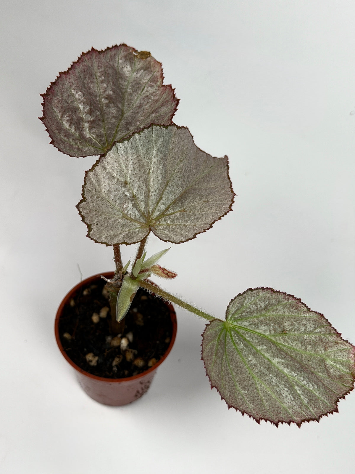 Begonia 'Two Face'