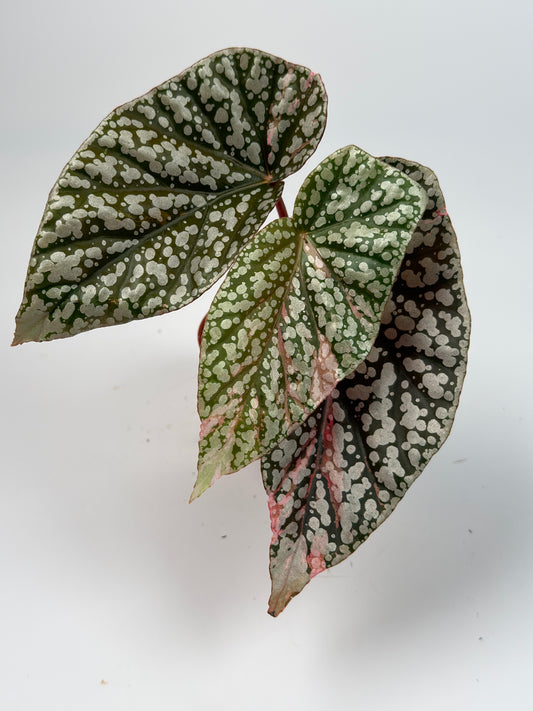 Variegated Begonia 'Snowcap'