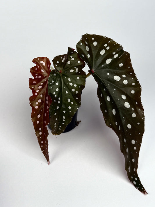 Begonia 'Black Forest'