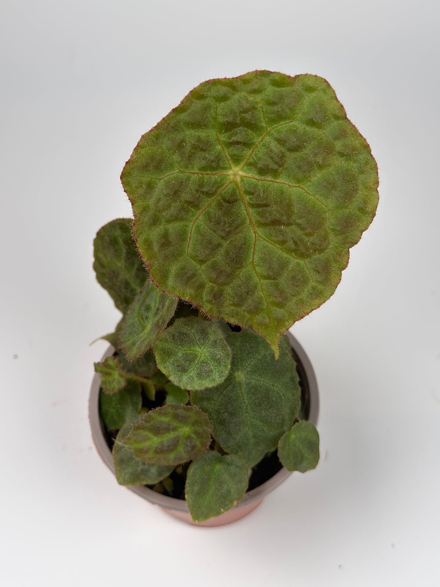 Begonia Sugogo