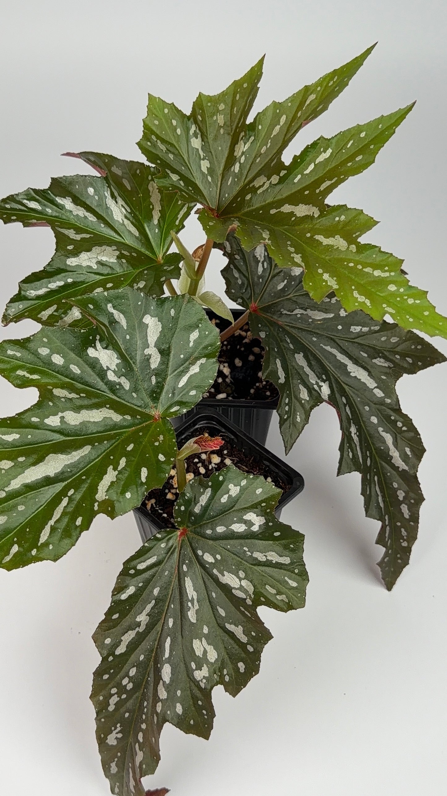 Begonia Sophie Cecile