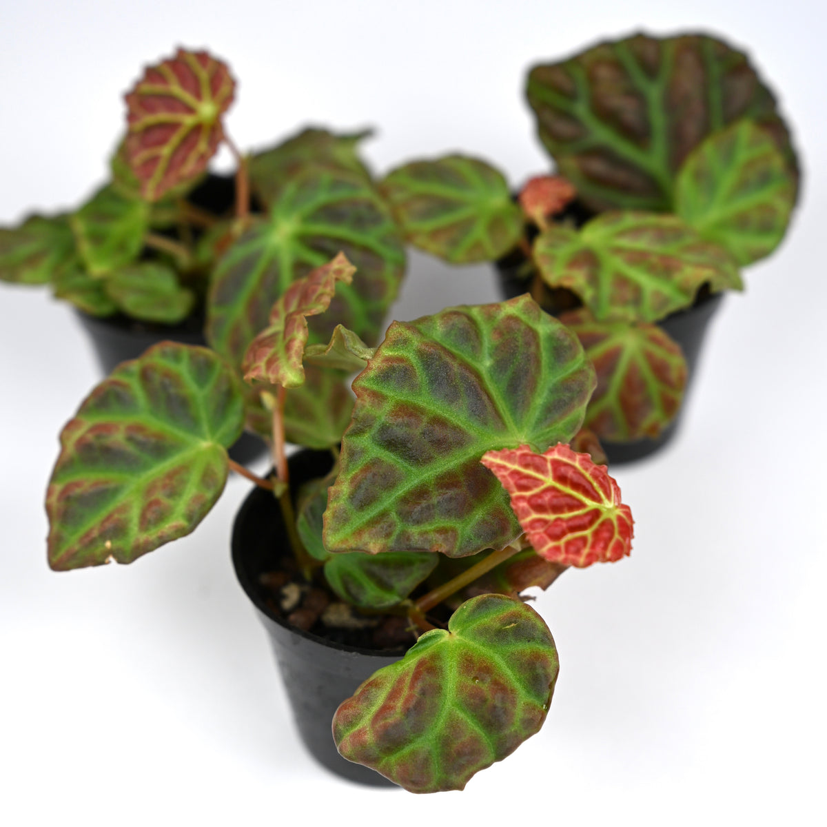 Begonia Dracopelta x Sarawak