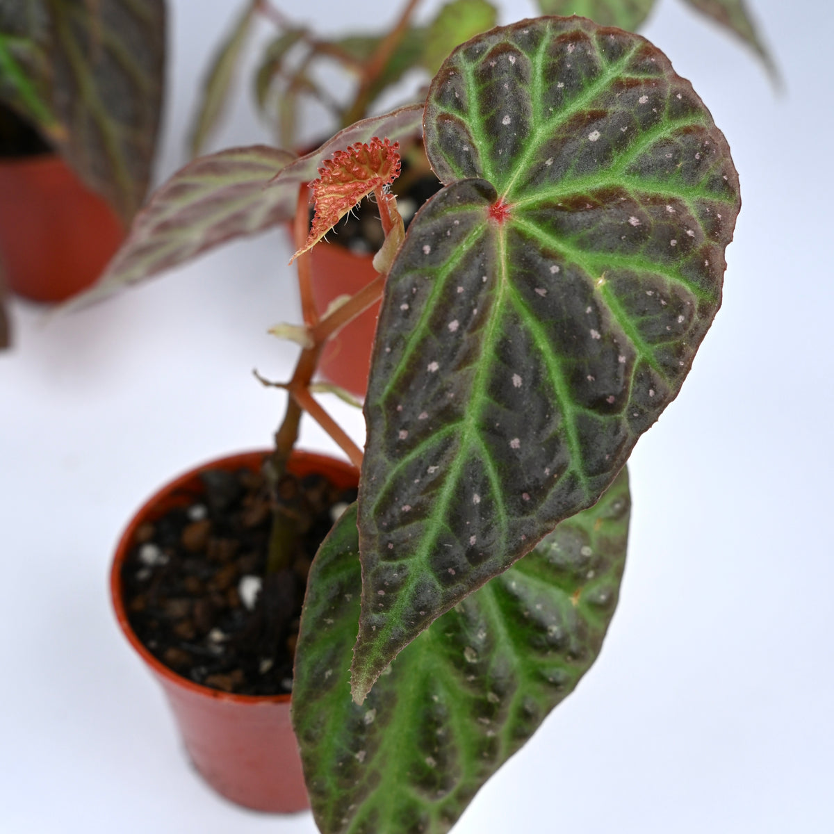 Begonia Dracopelta x Malachosticta DF
