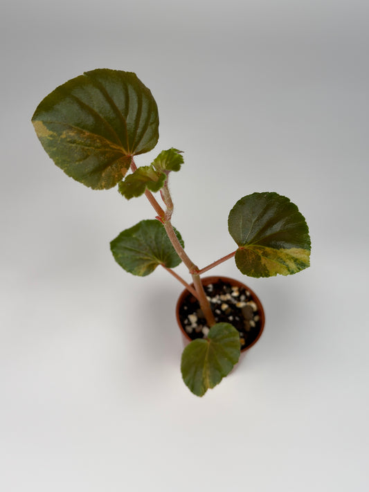 Begonia Yellow 'Aurea' Variegated Cucullata
