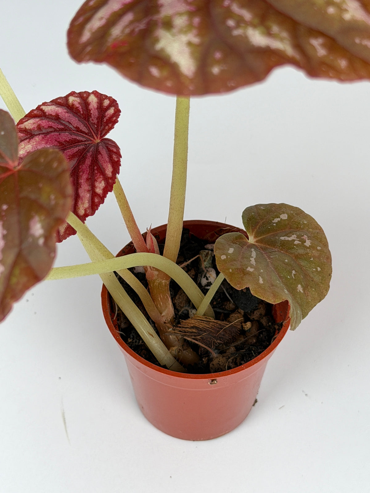 Begonia Candy Stripes