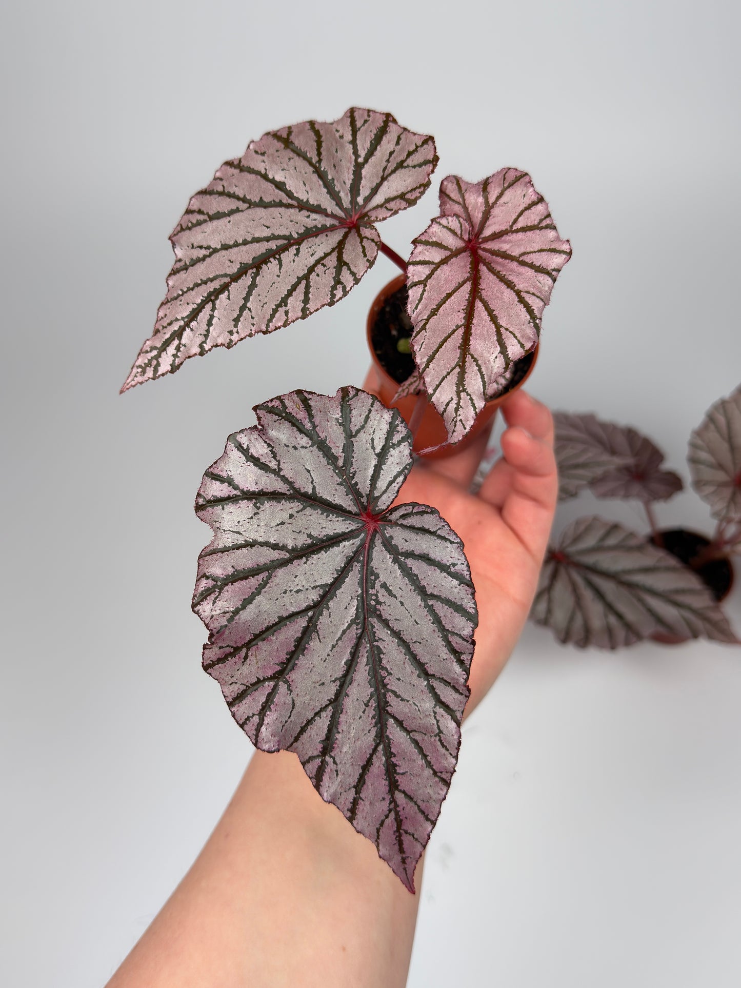 Begonia 'Ashura'
