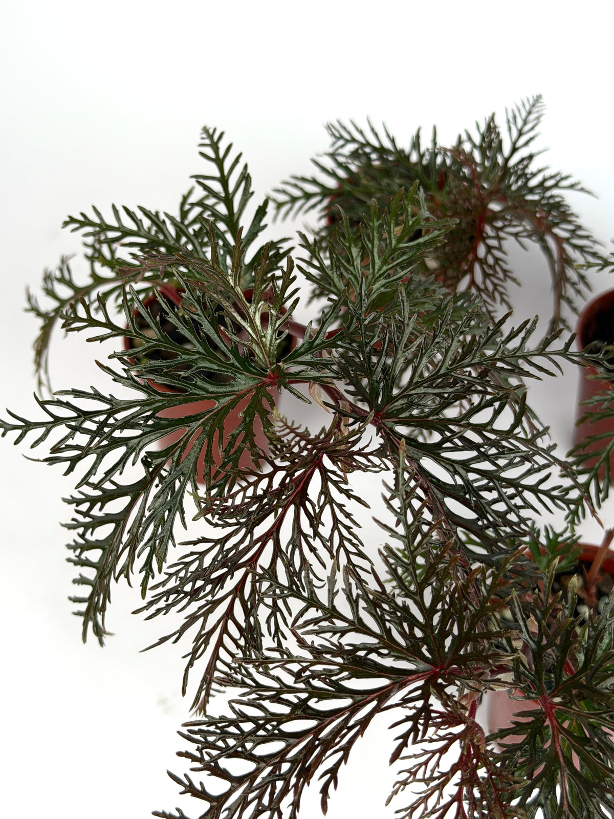 Begonia Bipinnatifida