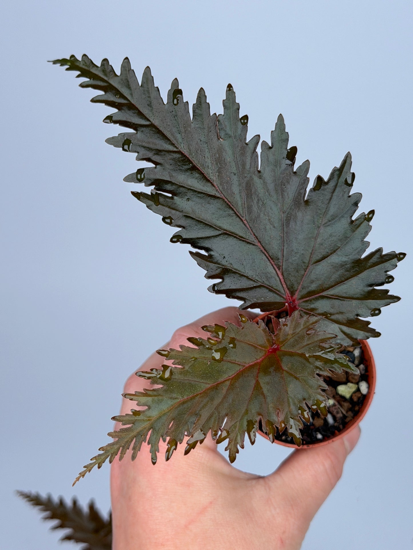 Begonia Miri
