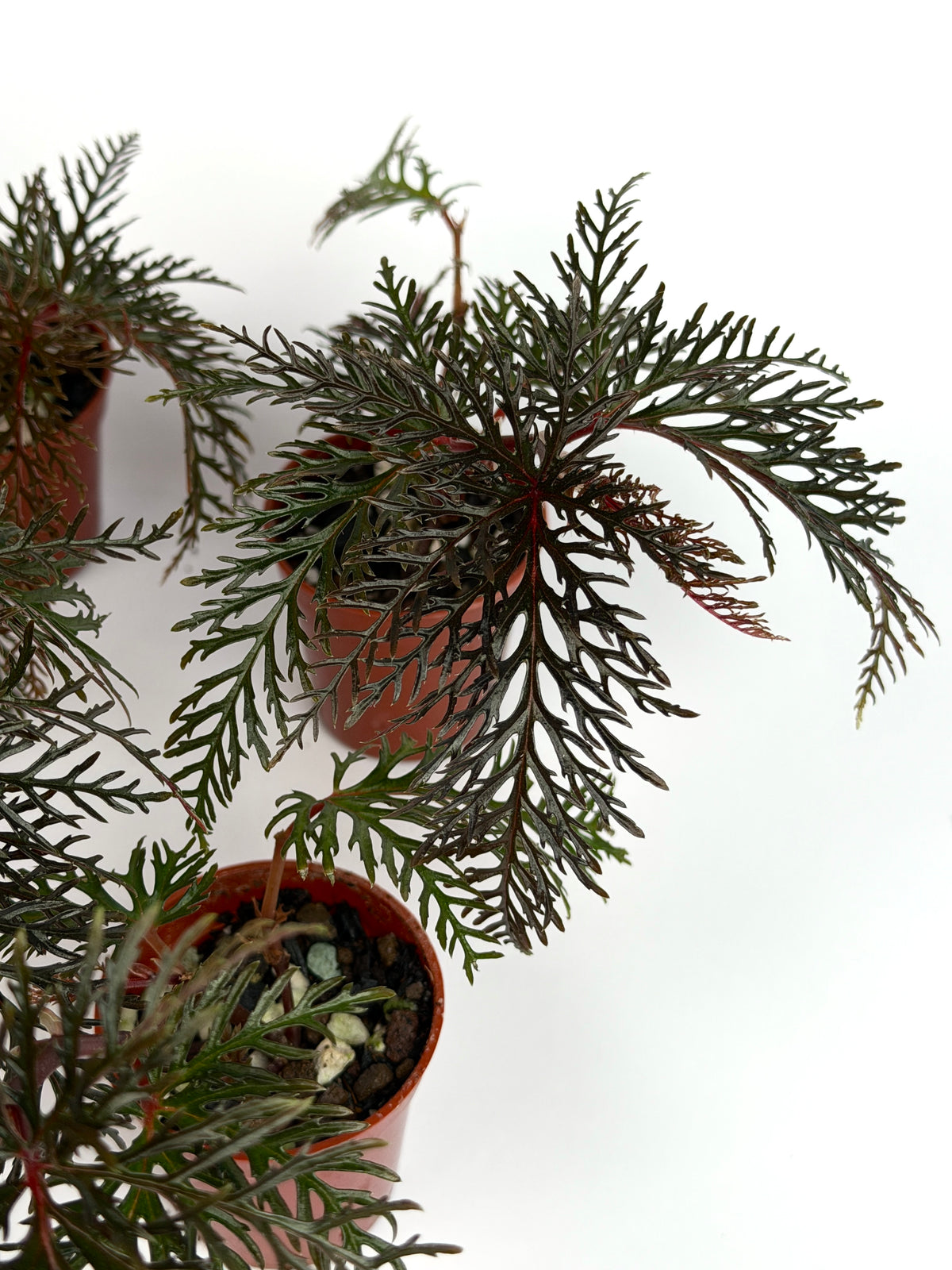 Begonia Bipinnatifida
