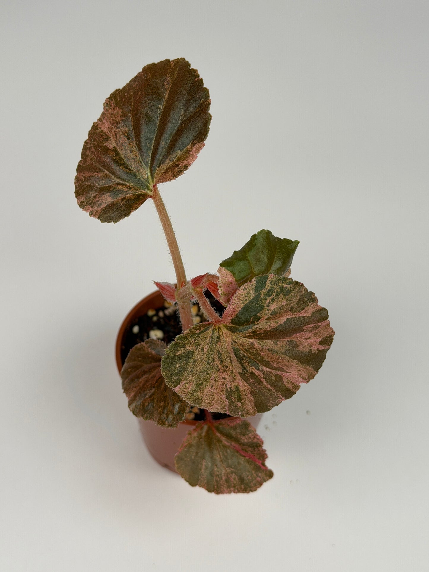 Begonia Pink Variegated Cucullata