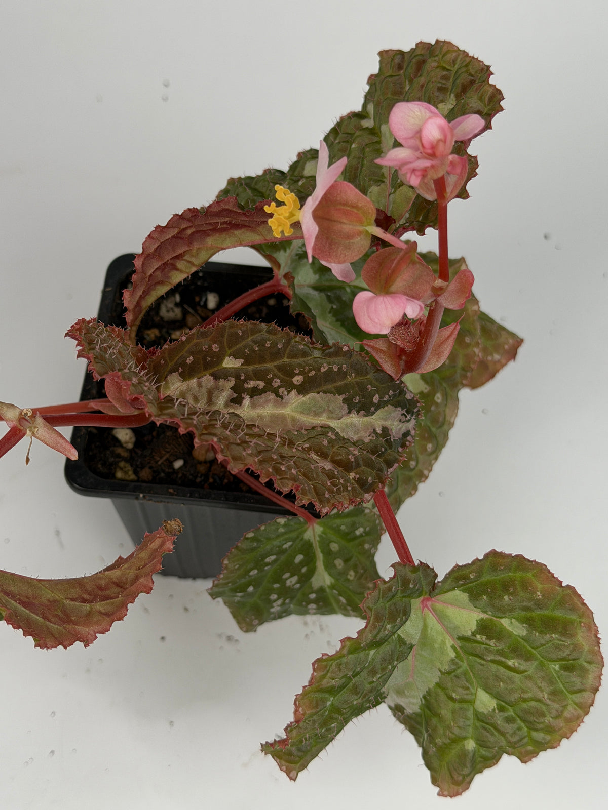 Begonia Colorata x Tawau