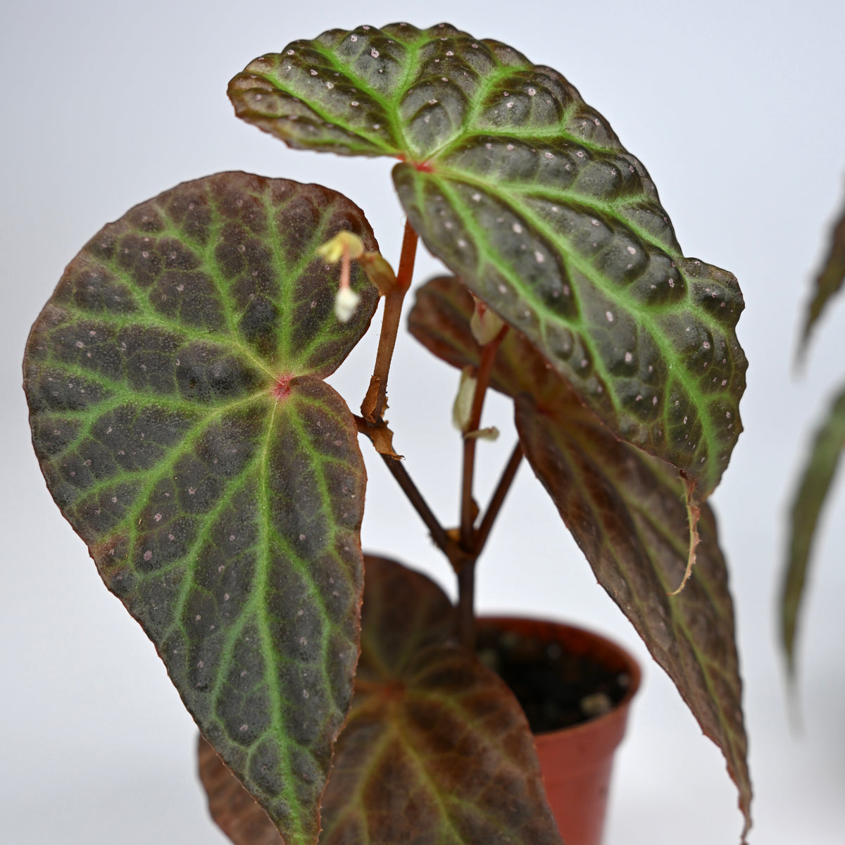 Begonia Dracopelta x Malachosticta DF