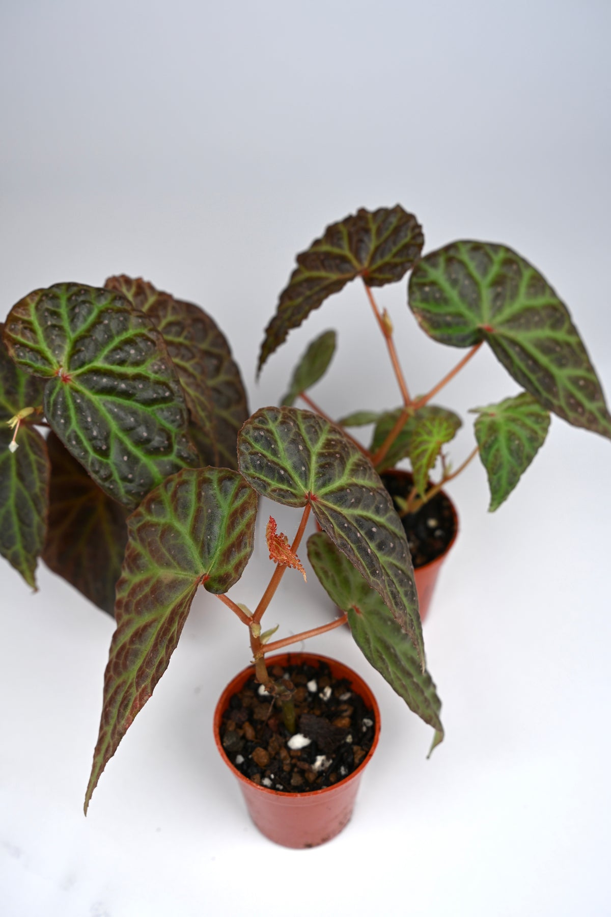 Begonia Dracopelta x Malachosticta DF