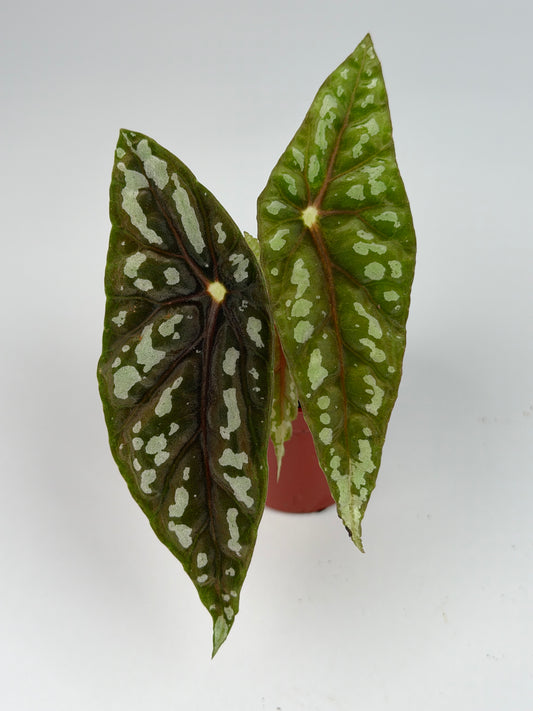 Begonia Lubbersii