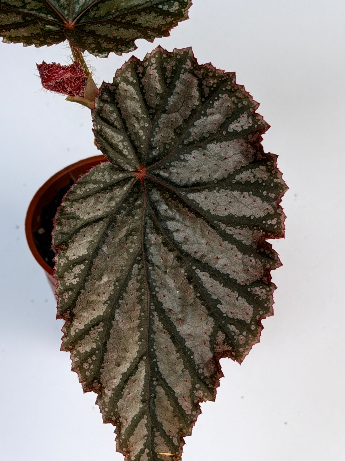 Begonia Aya
