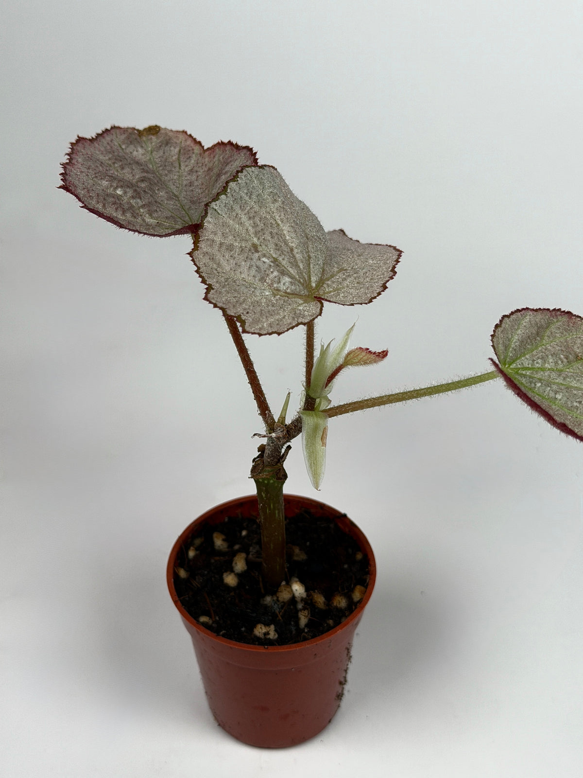 Begonia 'Two Face'