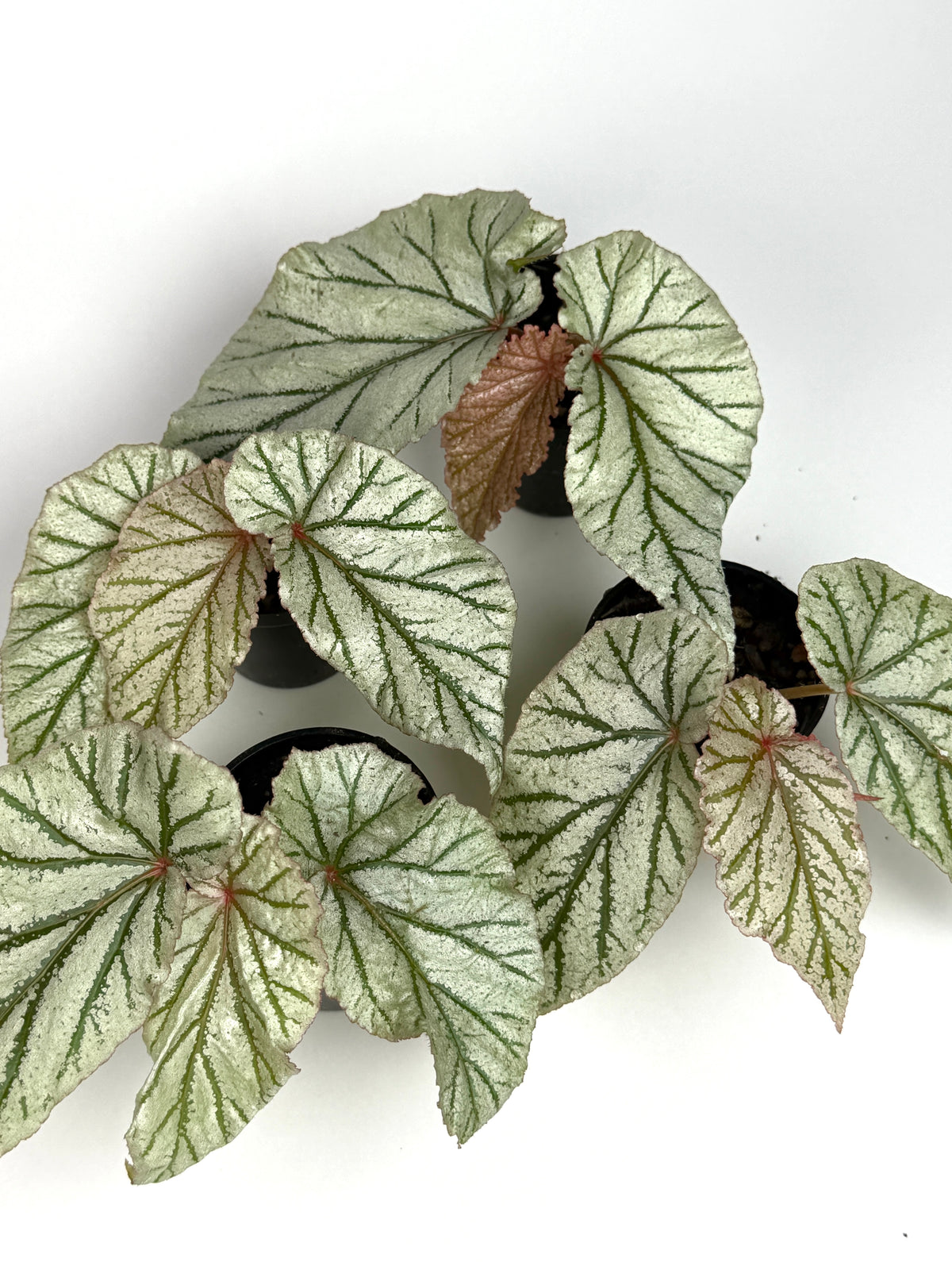 Begonia 'Don Miller'