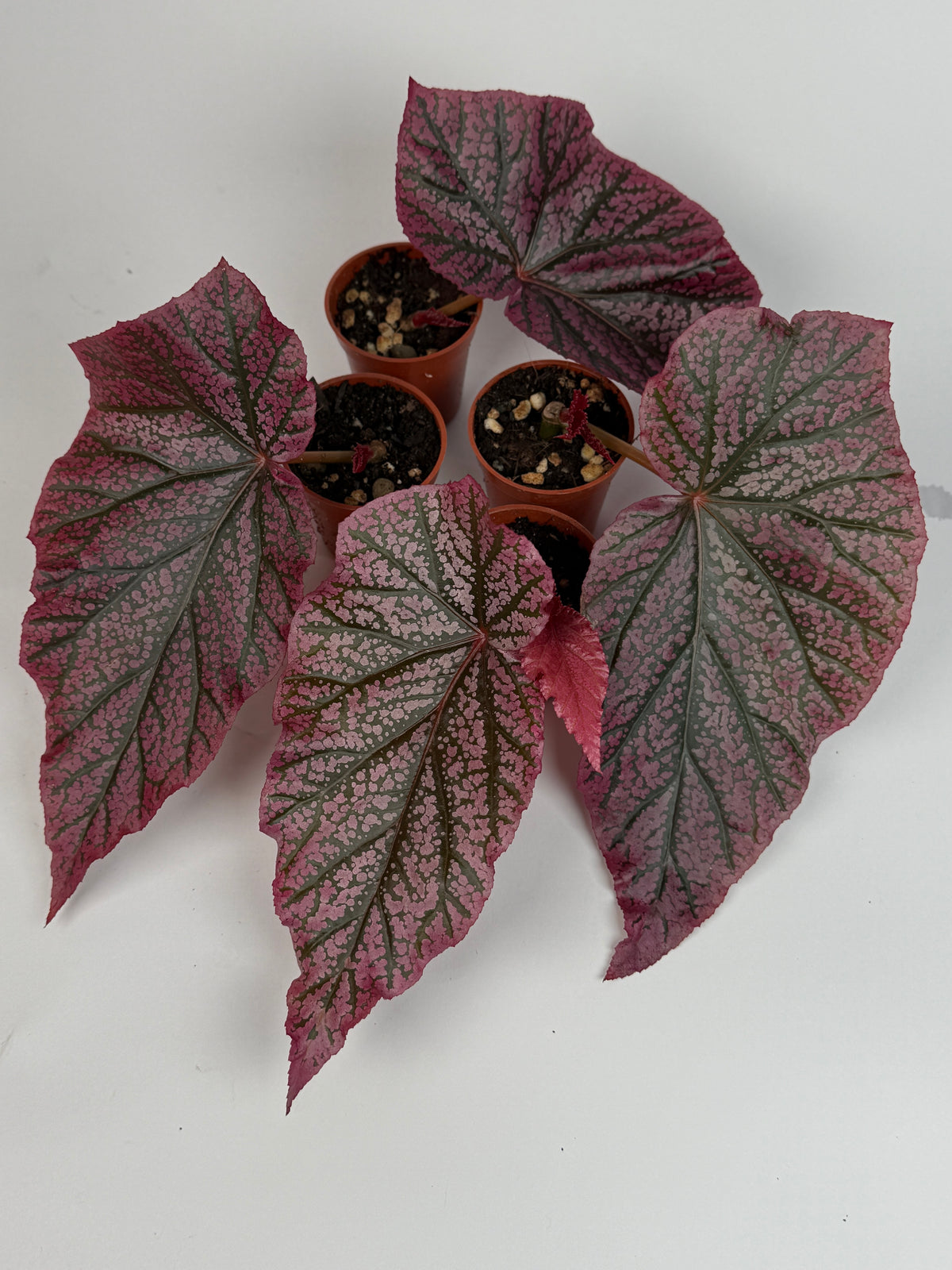 Begonia 'Red Berry'