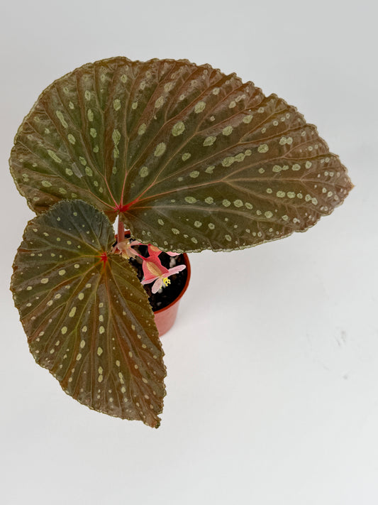 Begonia Congesta x Chloristicta Red